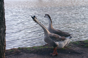 Geese at Fireman's Park